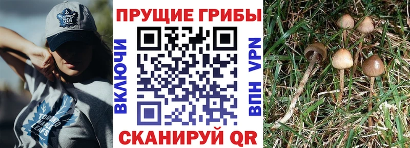 Галлюциногенные грибы Psilocybine cubensis продажа наркотиков Новый Оскол